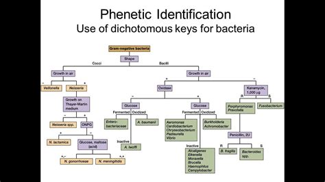 Creating A Dichotomous Key Phenetic Identification Of Bacteria Part 2