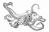 Octopus Coloring Pages Printable Print Common Cartoon Realistic Giant Pacific Adult Drawing Color Book Getcolorings Getdrawings Animal Choose Board Sheets sketch template