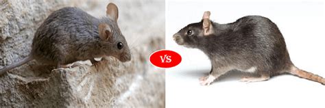 Compare Rat Vs Mice Fight Comparison And Difference
