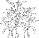 Corn Coloring Stalk Crops Pages Drawing Stalks Kids Printable Clip Farm Fall Print Simple Adult Getdrawings Color Sheets Getcolorings Flower sketch template