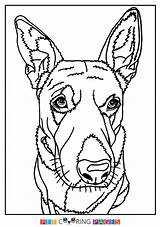 Cattle Dog Coloring Australian Pages Heeler Getdrawings Getcolorings Template sketch template