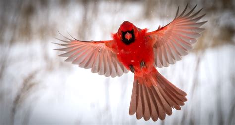 cardinals  red farmers almanac plan  day grow  life