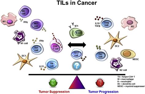Tumour Infiltrating Lymphocytes And The Emerging Role Of Immunotherapy
