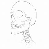 Neck Bones Anatomy Drawingforall sketch template