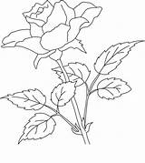 Coloring Pages Realistic Flower Rose Getcolorings Colornimbus sketch template