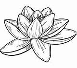 Lily Water Coloring Pages sketch template