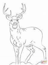 Deer Coloring Pages Tail Tailed Printable Adult Whitetail Color Drawing Print Drawings Head Draw Supercoloring Animal Realistic Clipart Real Template sketch template