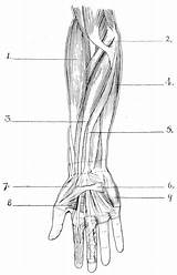 Forearm Limb Superficial Flexor Chestofbooks Extensor Masseuse Biceps Deltoid Pectoralis Longus Carpi Physiology Radialis Forearms Geografi Materi sketch template