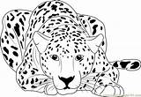Cheetah Coloring Pages Running Printable Sitting Color Print Baby Colouring Kids Coloringpages101 Adults Drawing Cub Cheetahs Animal Easy Draw Cute sketch template
