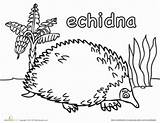 Echidna Coloring 59kb 232px sketch template
