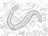 Colorare Terre Vermi Earthworm Worm Wiggler sketch template