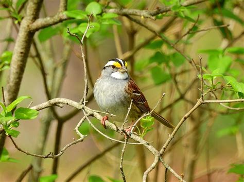 perching white throated sparrow photograph  carmen macuga fine art