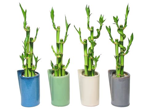 lucky bamboo plant care eves garden gifts