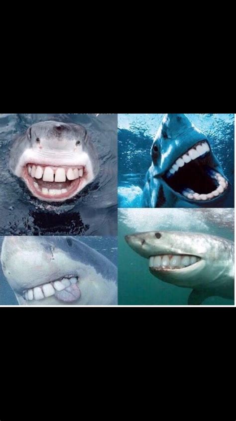 Sharks With Human Teeth Look Terrifyingly Cute Funny