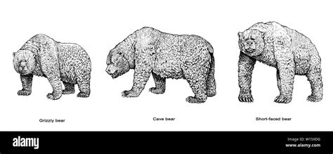 cave bear  grizzly bear