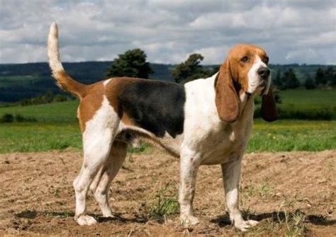 beagador  artois hound breed comparison mydogbreeds