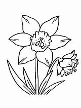 Daffodil Coloring Pages Flowers Drawing Flower Print Color Recommended Getdrawings sketch template