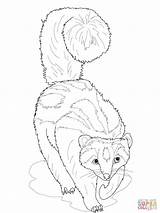 Coloring Striped Ferret Polecat Zorilla Pages Ferrets Footed Printable Color Colorings Getdrawings Getcolorings sketch template