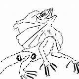 Lizard Frilled Neck Coloring 76kb Drawings sketch template