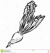Illustrativo Vettore Barbabietola Schizzo Zucchero Verdure Profilo Beet Vegetables Sketch sketch template
