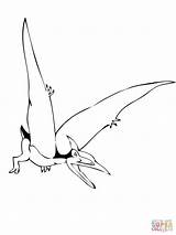 Pteranodon Pterodactyl Pteranodonte Dibujo Malvorlagen Dinosaurier Ausdrucken Dinosauri sketch template