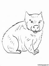 Wombat Coloring Dingo Print Designlooter Getcolorings Pages Drawing 750px 22kb Getdrawings Kids sketch template