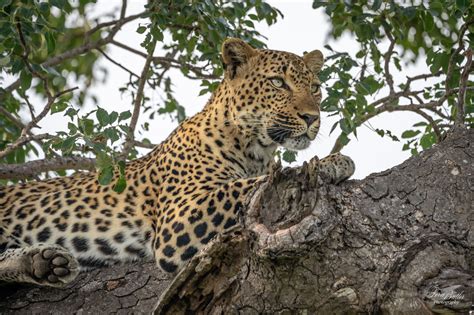 africa leopard   tree terri butler photography