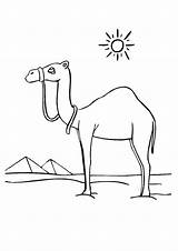 Camel Kamel Coloring Ausmalbild Moroccan Malvorlagen sketch template