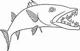 Barracuda Coloring Fish Dangerous Pages Color Colouring Designlooter sketch template