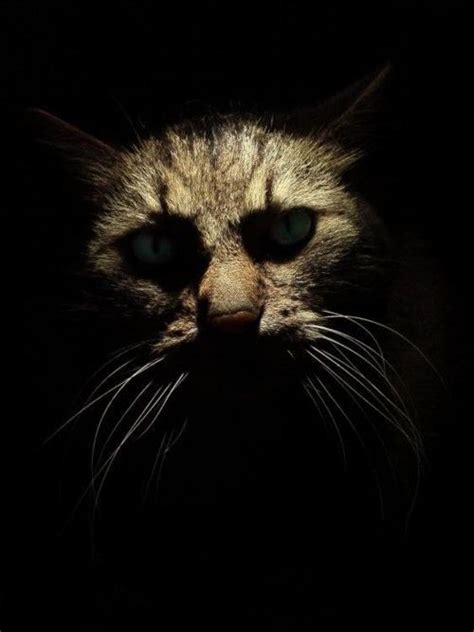 images  scary stuff  pinterest cats activities