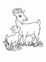 Goat Coloring Pages Baby Cute Drawing Boer Printable Billy Goats Mountain Color Getcolorings Getdrawings Three sketch template