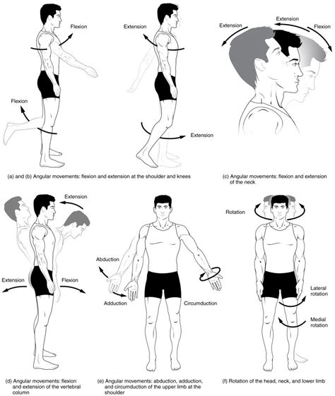 types  body movements anatomical basis  injury