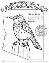 Bird Worksheets Cactus Wren Worksheet Statehood Saguaro Sheets Float Canyon sketch template