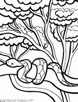 Rainforest Drawing Tropical Clipartmag Printable sketch template
