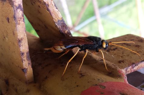 Pictured Deadly Asian Hornet Three Inches Long Spotted In Uk Mirror