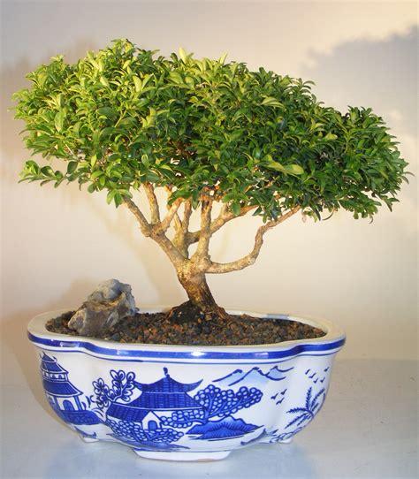 japanese kingsville boxwood bonsai tree buxus microphylla