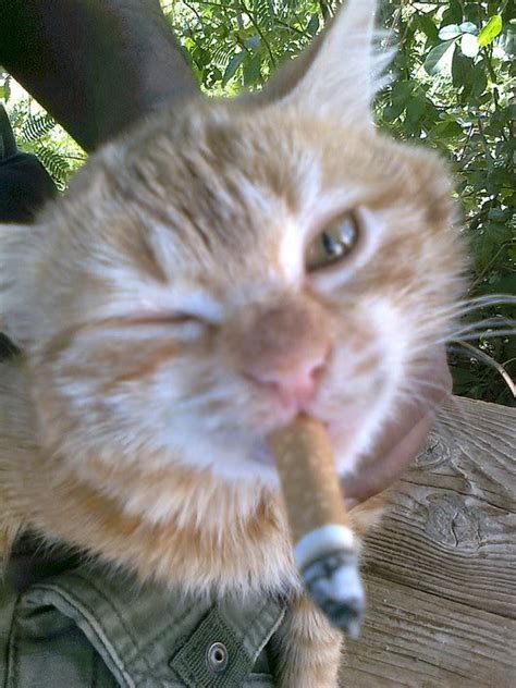 Smokin Cat More Normal Than Not