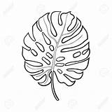 Monstera Leaf Sketch Drawing Palm Vector Tree Tropical Leaves Jungle Feuille Illustration Coloriage Dessin Fresh Style Palmier Background Para Papel sketch template