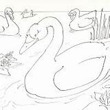 Coloring Pages Ugly Duckling Post sketch template