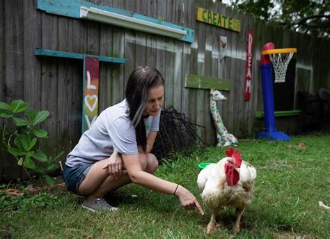 backyard chickens sparked  lengthy saga  la marque