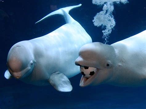 these cheeky beluga whales are having a ball