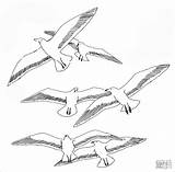 Coloring Seagull Pages Seagulls Printable Kleurplaat Flying Meeuwen Seaguls Kids Para Colorear Gaviotas Dibujo Meeuw Sheet Drawing Template Patterns Bird sketch template