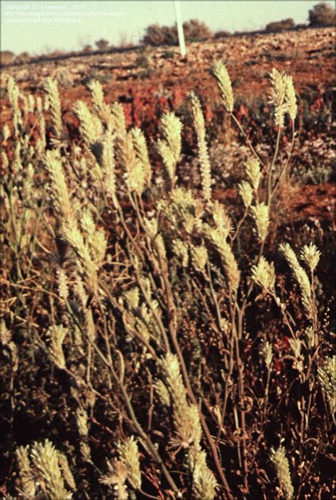 plantfiles pictures ptilotus species longtails prince  wales