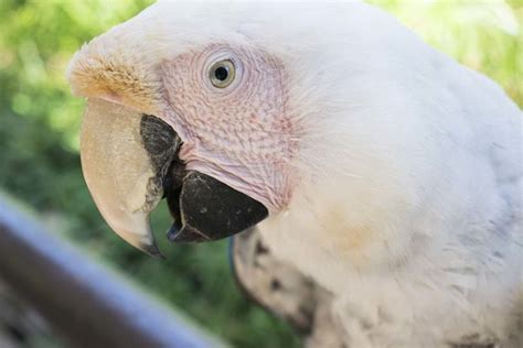 white albino macaw birds exist  pictures pet keen