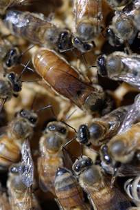 tale   subspecies genetics studies  south african honey bees