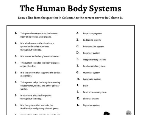 body systems activity function  body systems worksheet jaxon lynn