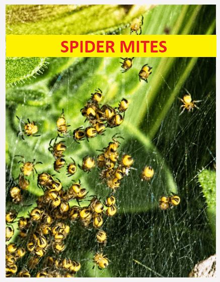 how to get rid of spider mites e agrovision