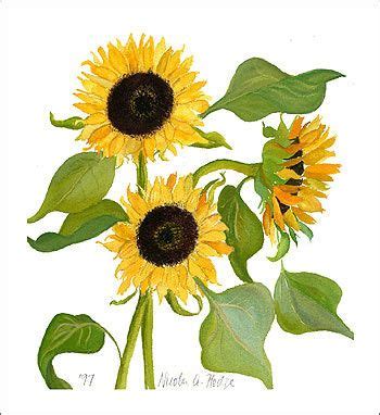 printable sunflower  print sunflower images sunflower