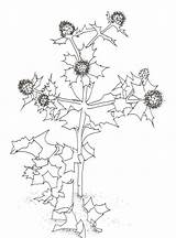 Chardon Dessin Dunes Fleur Coloriages sketch template