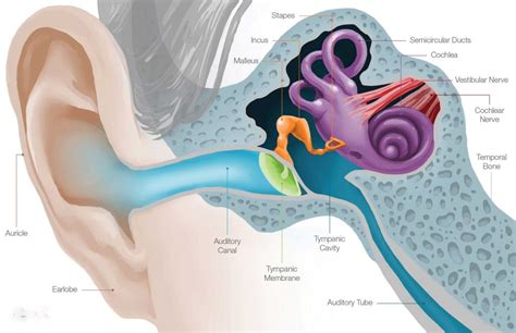 anatomy of ear their parts and health medclique